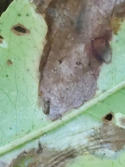 Phyllonorycter propinquinella