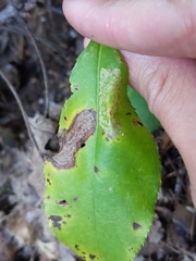 Phyllonorycter propinquinella