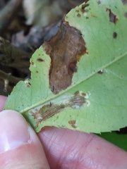 Phyllonorycter propinquinella