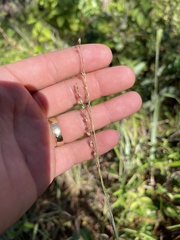 Paspalum bifidum