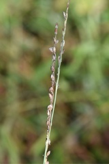 Paspalum bifidum