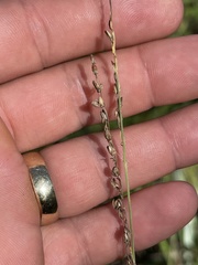 Paspalum bifidum