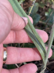 Paspalum bifidum