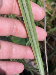 Paspalum bifidum