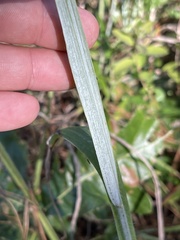 Paspalum bifidum