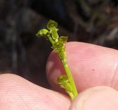Microtis oblonga