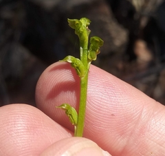 Microtis oblonga