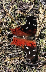 Hypanartia