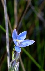 Thelymitra aemula