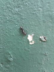 Ponerinae