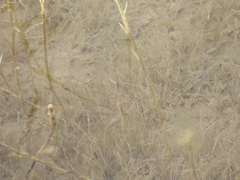 Cyprinodon pecosensis