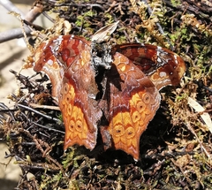 Hypanartia