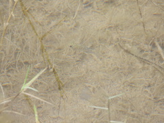 Cyprinodon pecosensis