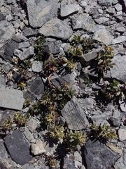 Galium megalospermum