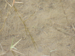 Cyprinodon pecosensis