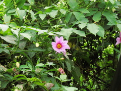 Dahlia tenuicaulis