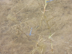 Cyprinodon pecosensis