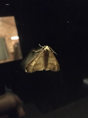 Erannis tiliaria