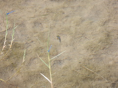 Cyprinodon pecosensis