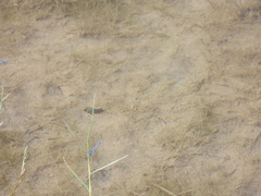 Cyprinodon pecosensis