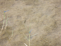 Cyprinodon pecosensis