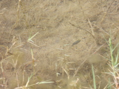 Cyprinodon pecosensis