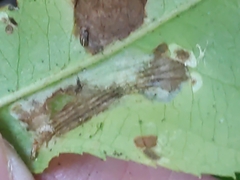 Phyllonorycter propinquinella