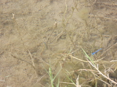 Cyprinodon pecosensis