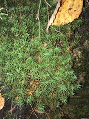 Polytrichum pallidisetum