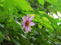 Dahlia tenuicaulis