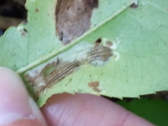 Phyllonorycter propinquinella