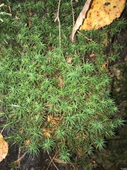 Polytrichum pallidisetum