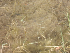 Cyprinodon pecosensis