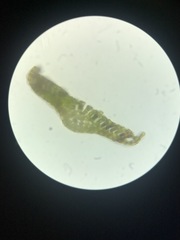 Polytrichum pallidisetum