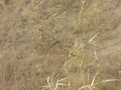 Cyprinodon pecosensis