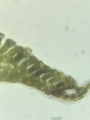 Polytrichum pallidisetum