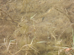 Cyprinodon pecosensis