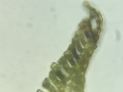 Polytrichum pallidisetum