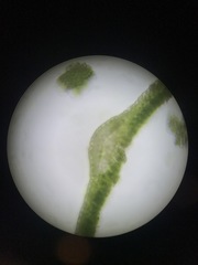 Polytrichum pallidisetum