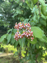 Heteropterys brachiata