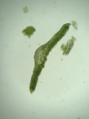 Polytrichum pallidisetum