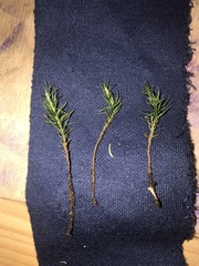 Polytrichum pallidisetum