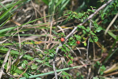 Cotoneaster morrisonensis