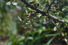Cotoneaster morrisonensis