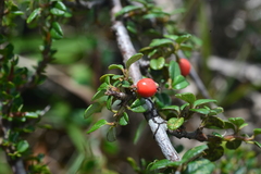 Cotoneaster morrisonensis