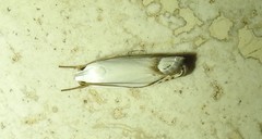 Plectophila