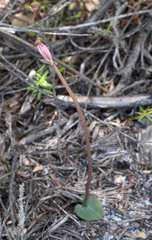 Corybas rotundifolius