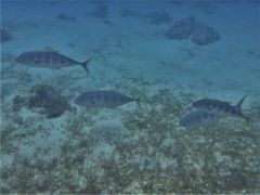 Pseudocaranx