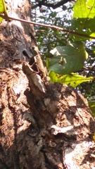 Hemidactylus platycephalus