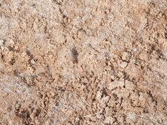 Lysilinga occipitalis